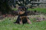 WELSH TERRIER 149